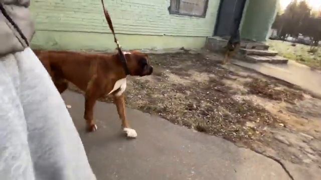 Немецкий боксер.Путь ДРАКОНА.Встречи с собаками смотреть онлайн