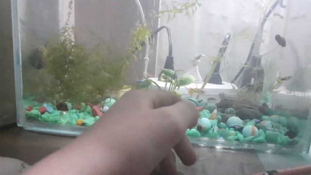 Купил ещё гуппи в аквариум смотреть онлайн