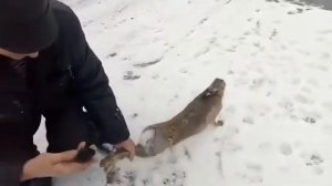 Как плачут зайцы/ hares cry