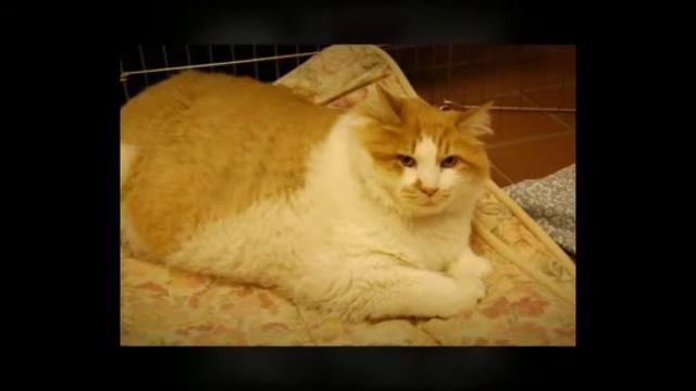 TOP 3 Самые толстые коты в мире