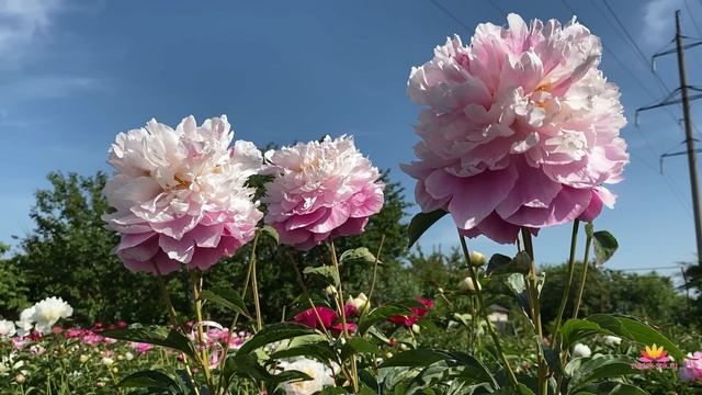 Сеянцы от пиона TOUCH OF CLASS / Сад Ворошиловой смотреть онлайн