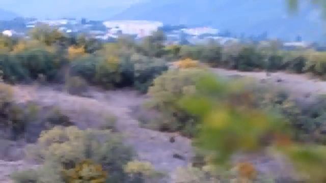 Как стоит натаскивать собаку на кабана. И как не стоит. смотреть онлайн