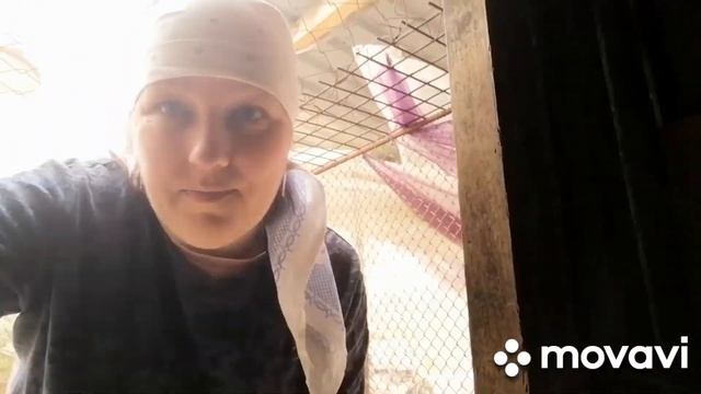 Куры-несушки и бройлеры на даче. Заморозки в Красноярском крае. #дача #дачныйучасток #огородныеидеи смотреть онлайн