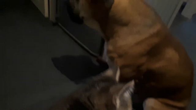 Попытка подружить! смотреть онлайн