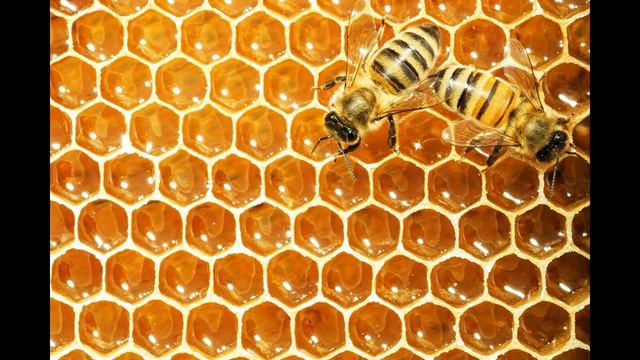 Мифология вокруг меда.mp4