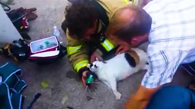 Animals That Asked People For Help & Kindness !