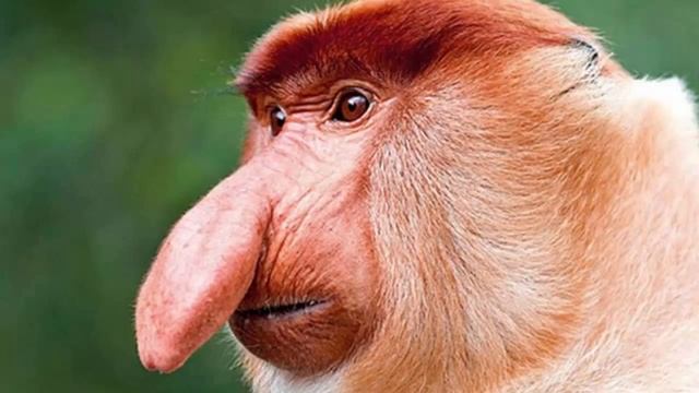 Интерестные животные живущие на нашей планете!!! смотреть онлайн