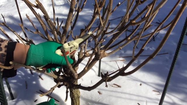 Обрезка Гортензии Метельчатой Phantom на штамбе. 27.03.21. смотреть онлайн