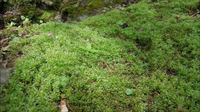 Покой. Поздняя весна. смотреть онлайн