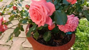 РОЗА В ВАЗОНЕ. КАК ВЫРАСТИТЬ? Начинающим.