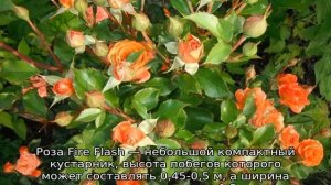 Роза Файер Флеш