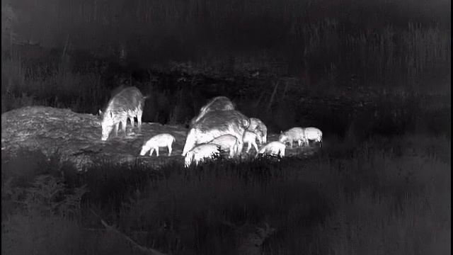 Худющие кабаны на подкормке смотреть онлайн