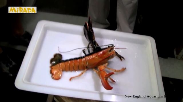 10 УДИВИТЕЛЬНЫХ ОКРАСОК ЖИВОТНЫХ смотреть онлайн