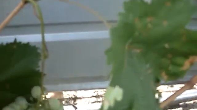 Сорт винограда Алекса смотреть онлайн