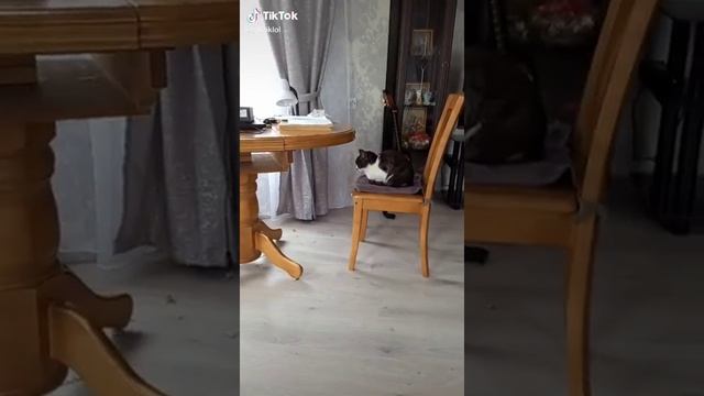 МУСЯ СКАЖИ МЯУ смотреть онлайн