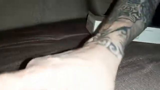 Африканский злой ёжик 😂 смотреть онлайн