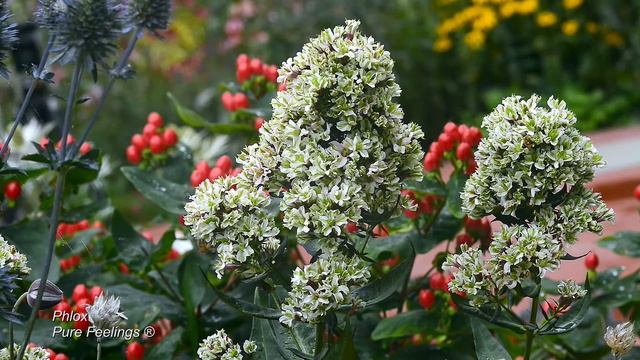 Phlox Pure Feelings® смотреть онлайн