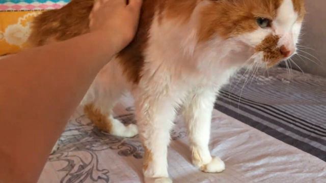 Барсюша - гиперласковый кот 18 лет смотреть онлайн