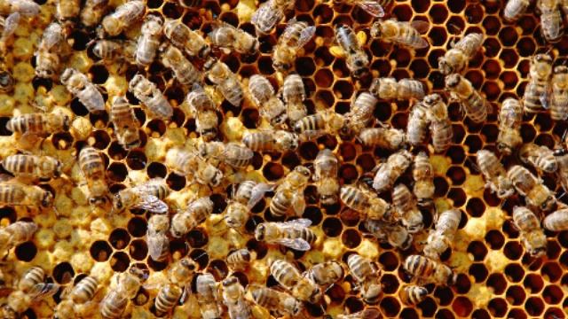 Жизнь общественных насекомых. Рассказывает энтомолог Дмитрий Тельнов смотреть онлайн