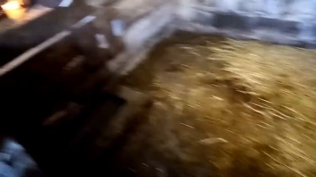 Опорос у свиньи,это был первый опорос. Как прошел опорос и сколько поросят привела!?!? смотреть онлайн