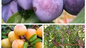 Слива обыкновенная Конфетная - Волжская красавица ? обзор: как сажать, саженцы сливы