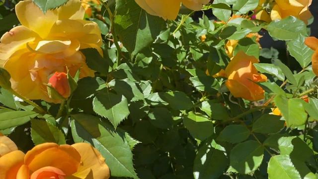 Sunbelt South Africa Rose смотреть онлайн