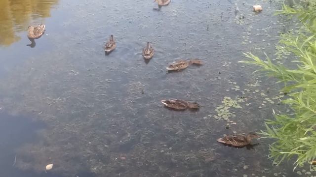 Утки кушают ряску смотреть онлайн