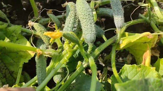 Огурец БЬОРН F1, в открытом грунте - супер огурец. смотреть онлайн