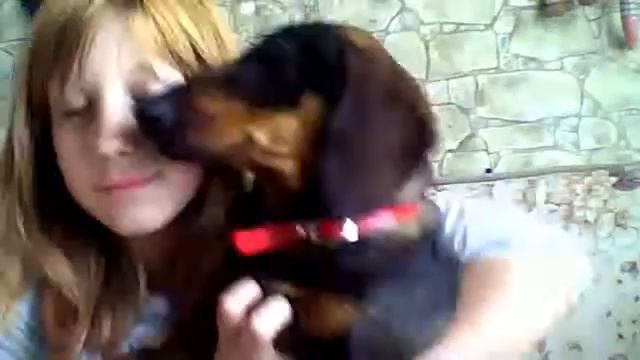 Лучше таксы, зверя нет! Этот помните совет! смотреть онлайн