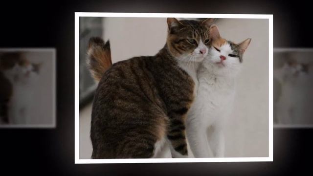 кот кошку любил смотреть онлайн