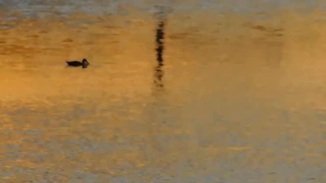 Sounds Of Nature: Ducks Feasting At Sunset Nikon B500 40x zoom смотреть онлайн