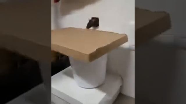 python based rat trojan buster meme смотреть онлайн
