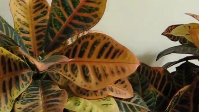 Кротоны с розовыми и желтыми листьями смотреть онлайн