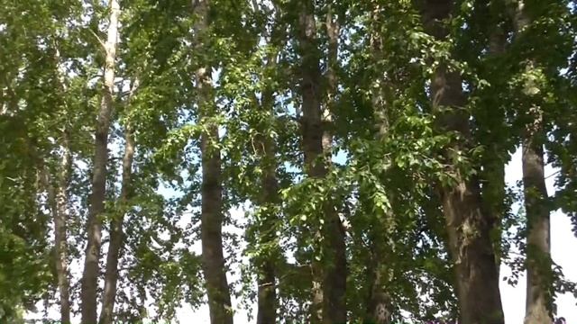 Родина П И Чайковского смотреть онлайн