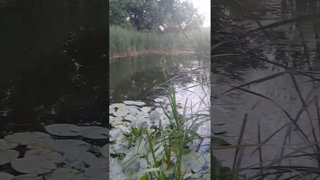 Растения Хопра: кувшинка ( кубышка) жёлтая. смотреть онлайн