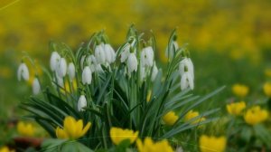 Бесплатный футаж Подснежники HD