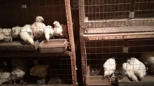 вывод перепелов 29 ноября смотреть онлайн