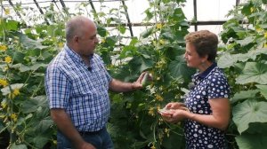 Пучковые огурцы – ваш лучший выбор!