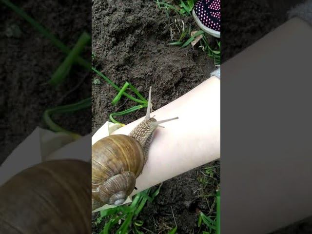 Большая красивая улитка смотреть онлайн