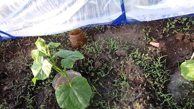 Дела Огородные! Огурцы Растут ,как БЕШАННЫЕ !!! Собираю раньше всех! Подкормка ОГУРЦОВ Мелом смотреть онлайн