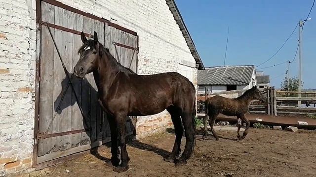 #Кобыла на прогулку перед случкой 🐎