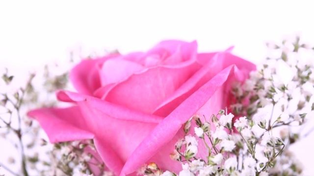 РОЗЫ, РОЗЫ,, смотреть онлайн