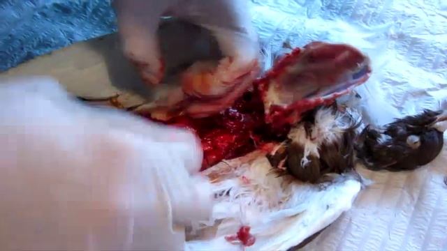 Вскрытие голубя смотреть онлайн