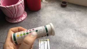 Овуляция у собаки по тестам на глюкозу (Кетоглюк-1, Уриглюк-1)