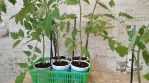 Рассада  томата лентяйка