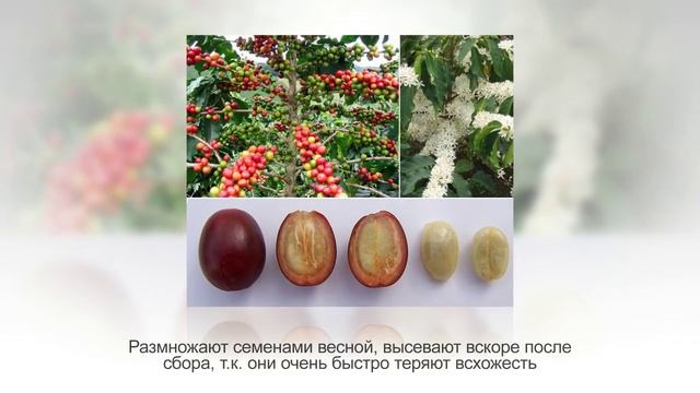 Как вырастить КОФЕЙНОЕ ДЕРЕВО в домашних условиях. Кофе аравийский в горшке смотреть онлайн