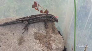 Обустраиваем террариум для ящериц