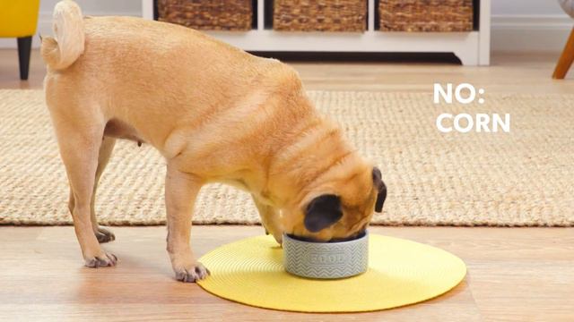Canidae Pure Dog Food | Chewy смотреть онлайн