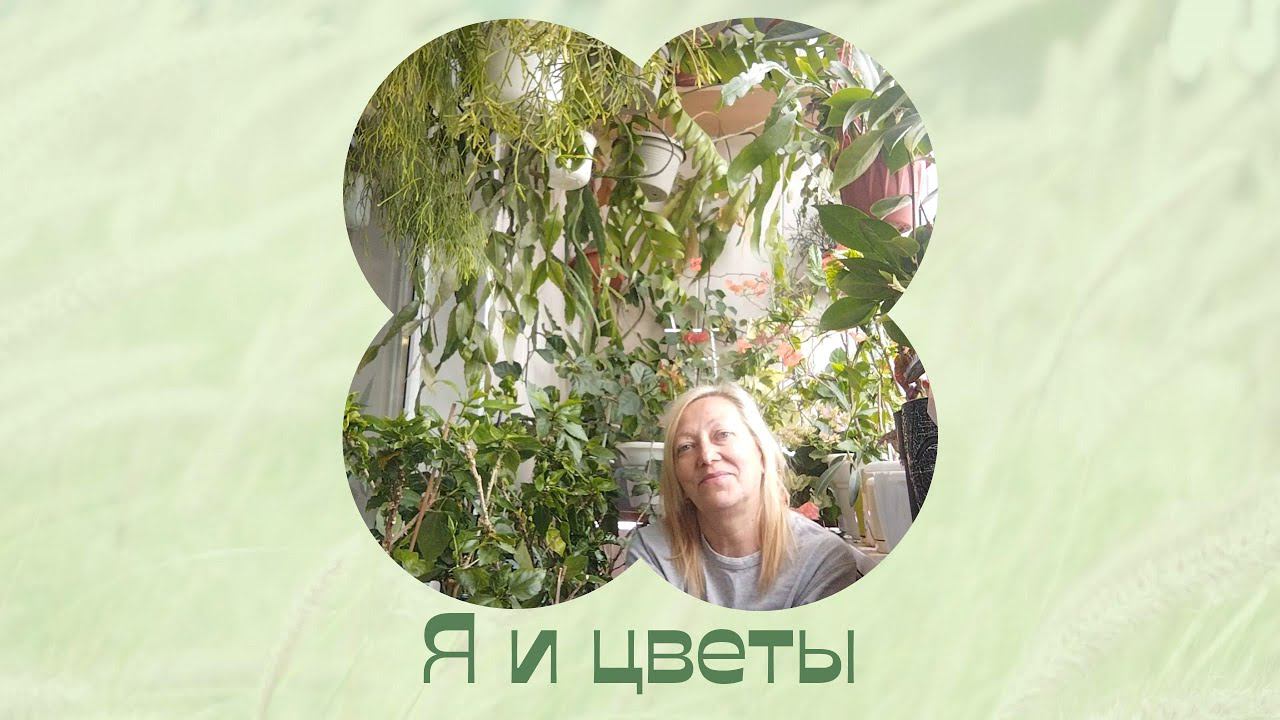 Про моё хобби. Болталка. Растения дома. смотреть онлайн