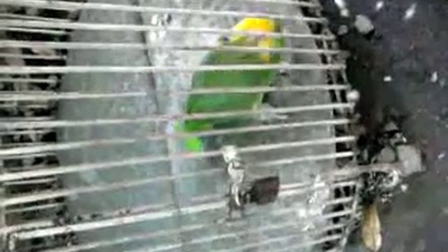 El loro que llora y rie смотреть онлайн